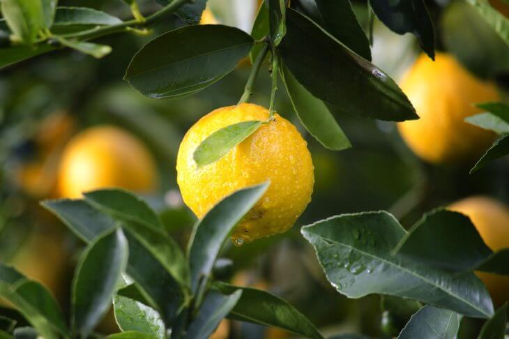 レモンは木からなる