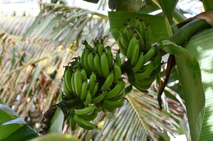 バナナの実も木の上になっているイメージがある