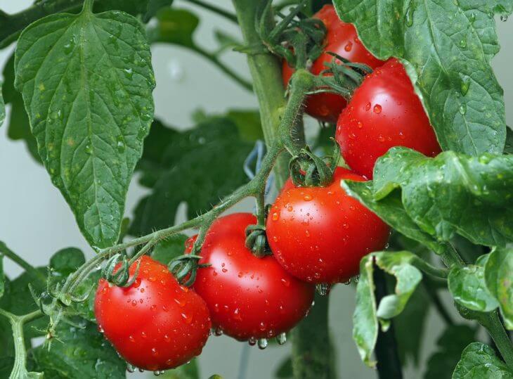 トマトは草本類